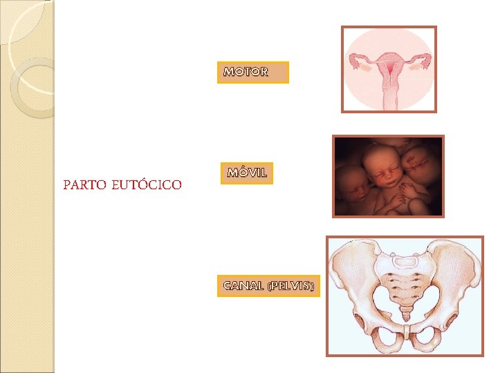 MOTOR PARTO EUTÓCICO MÓVIL CANAL (PELVIS) MOTOR PARTO EUTÓCICO MÓVIL CANAL (PELVIS)