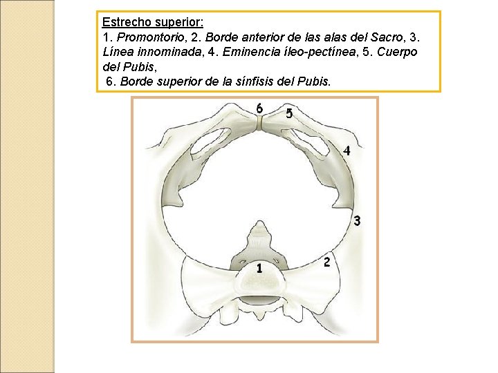 Estrecho superior: 1. Promontorio, 2. Borde anterior de las alas del Sacro, 3. Línea