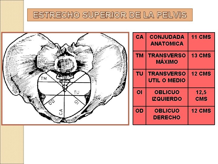 ESTRECHO SUPERIOR DE LA PELVIS CA CONJUDADA ANATOMICA 11 CMS TM TRANSVERSO 13 CMS