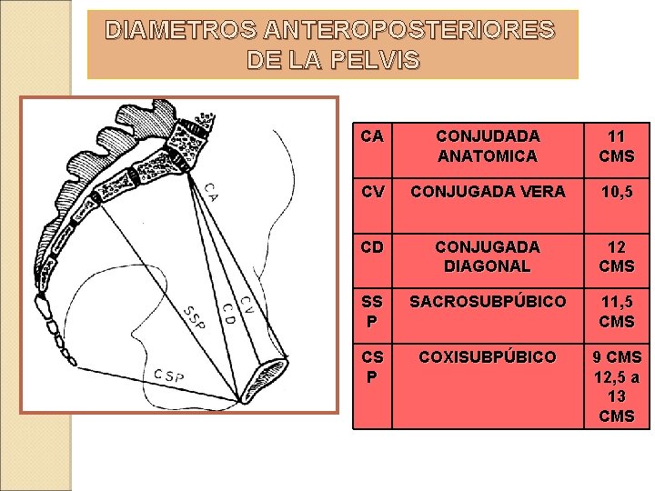 DIAMETROS ANTEROPOSTERIORES DE LA PELVIS CA CONJUDADA ANATOMICA 11 CMS CV CONJUGADA VERA 10, DIAMETROS ANTEROPOSTERIORES DE LA PELVIS CA CONJUDADA ANATOMICA 11 CMS CV CONJUGADA VERA 10,