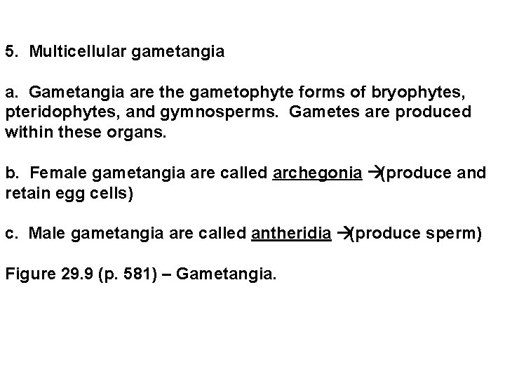 5. Multicellular gametangia a. Gametangia are the gametophyte forms of bryophytes, pteridophytes, and gymnosperms. 5. Multicellular gametangia a. Gametangia are the gametophyte forms of bryophytes, pteridophytes, and gymnosperms.
