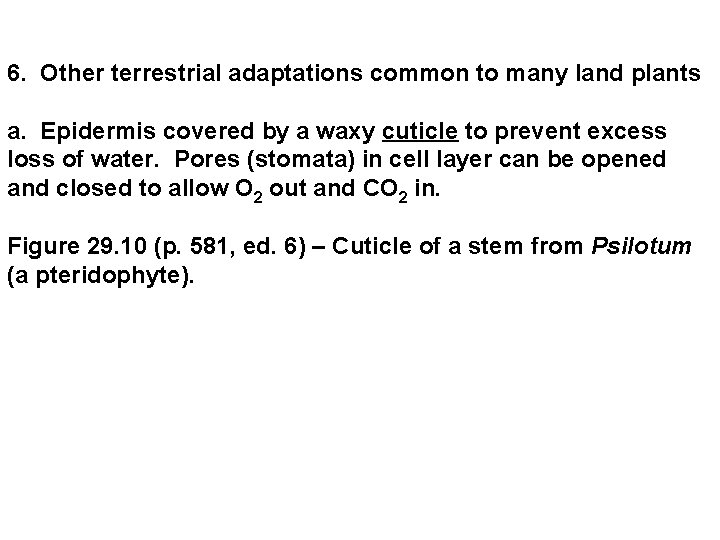 6. Other terrestrial adaptations common to many land plants a. Epidermis covered by a 6. Other terrestrial adaptations common to many land plants a. Epidermis covered by a