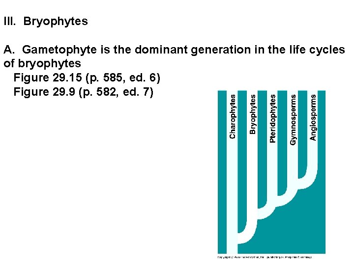 III. Bryophytes A. Gametophyte is the dominant generation in the life cycles of bryophytes III. Bryophytes A. Gametophyte is the dominant generation in the life cycles of bryophytes