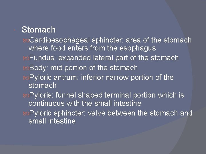Stomach Cardioesophageal sphincter: area of the stomach where food enters from the esophagus Stomach Cardioesophageal sphincter: area of the stomach where food enters from the esophagus