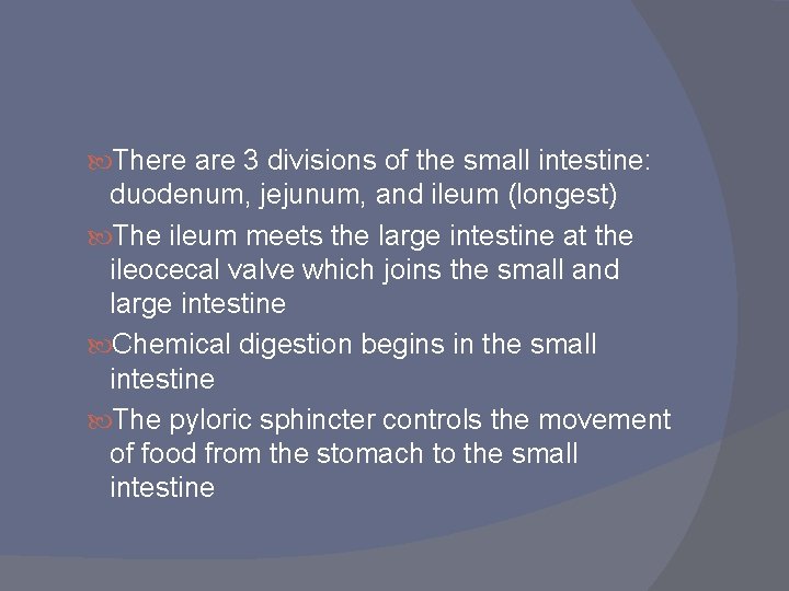 There are 3 divisions of the small intestine: duodenum, jejunum, and ileum (longest) There are 3 divisions of the small intestine: duodenum, jejunum, and ileum (longest)