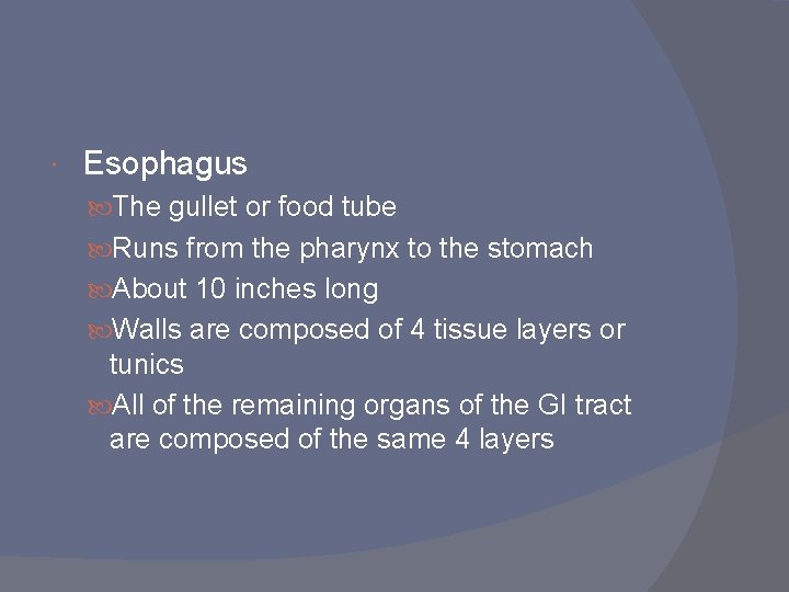 Esophagus The gullet or food tube Runs from the pharynx to the stomach Esophagus The gullet or food tube Runs from the pharynx to the stomach