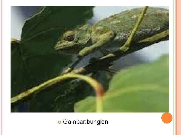  Gambar: bunglon 