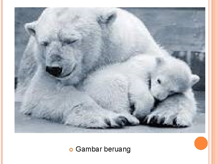  Gambar beruang 