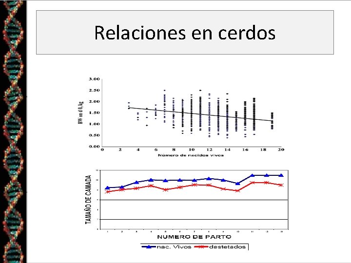 Relaciones en cerdos 