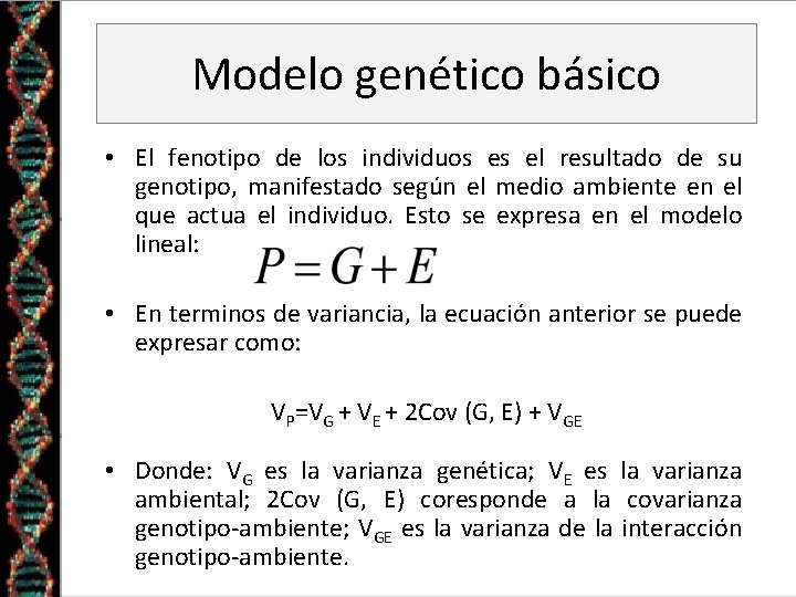 Modelo genético básico • El fenotipo de los individuos es el resultado de su