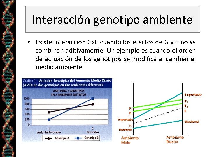 Interacción genotipo ambiente • Existe interacción Gx. E cuando los efectos de G y