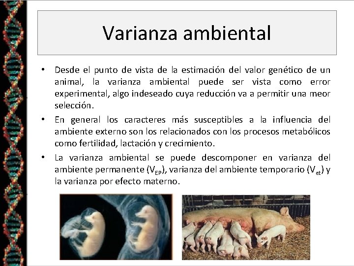 Varianza ambiental • Desde el punto de vista de la estimación del valor genético