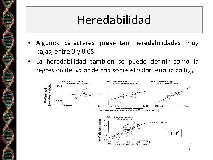 Heredabilidad • Algunos caracteres presentan heredabilidades muy bajas, entre 0 y 0. 05. •
