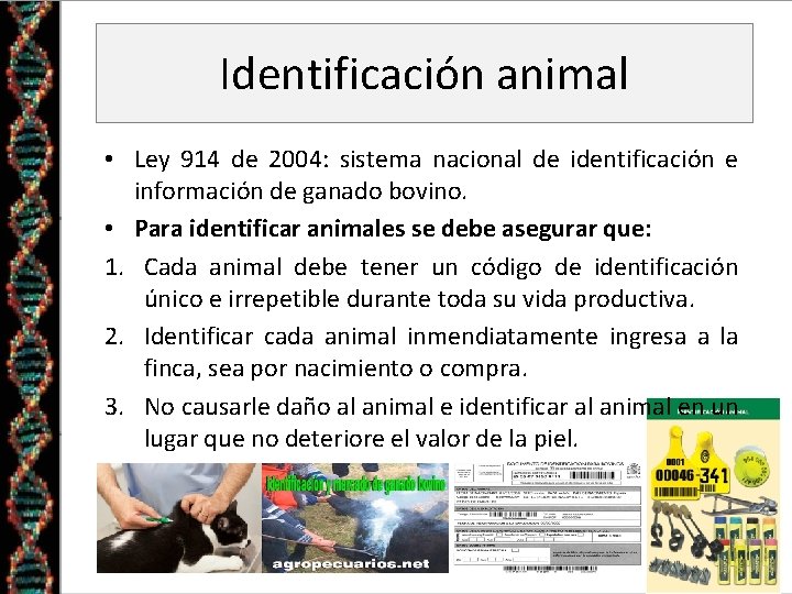 Identificación animal • Ley 914 de 2004: sistema nacional de identificación e información de