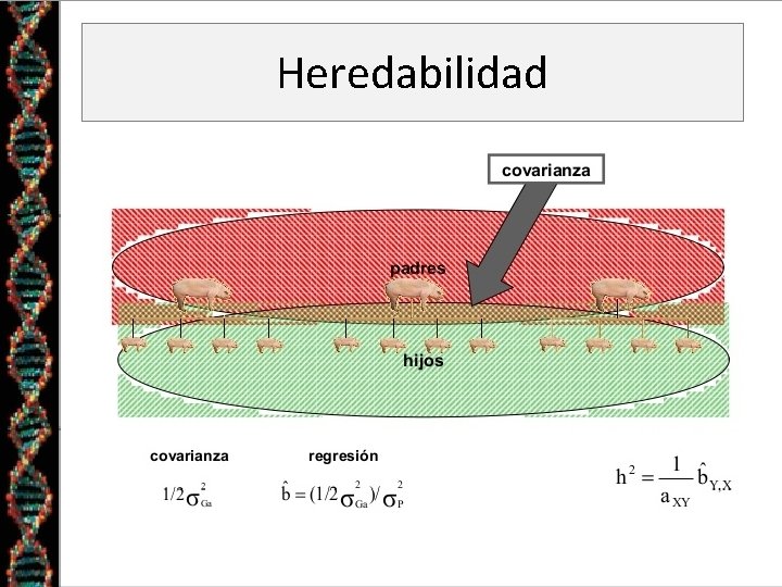 Heredabilidad 