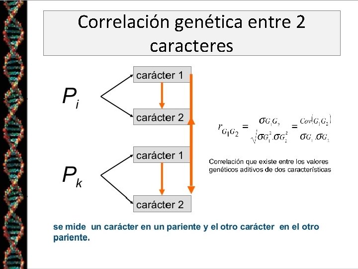 Correlación genética entre 2 caracteres 