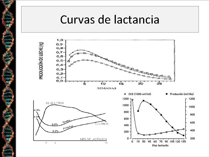 Curvas de lactancia 