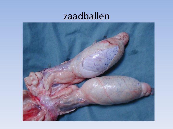 zaadballen 