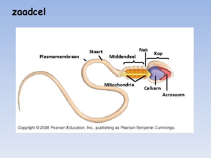 zaadcel Plasmamembraan Staart Nek Middendeel Mitochondria Kop Celkern Acrosoom 