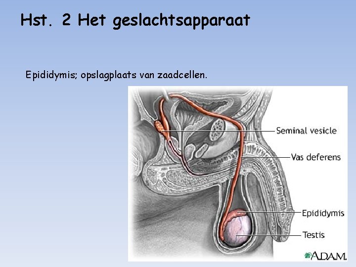 Hst. 2 Het geslachtsapparaat Epididymis; opslagplaats van zaadcellen. 
