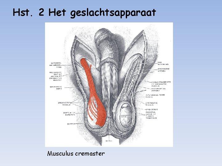 Hst. 2 Het geslachtsapparaat Musculus cremaster 