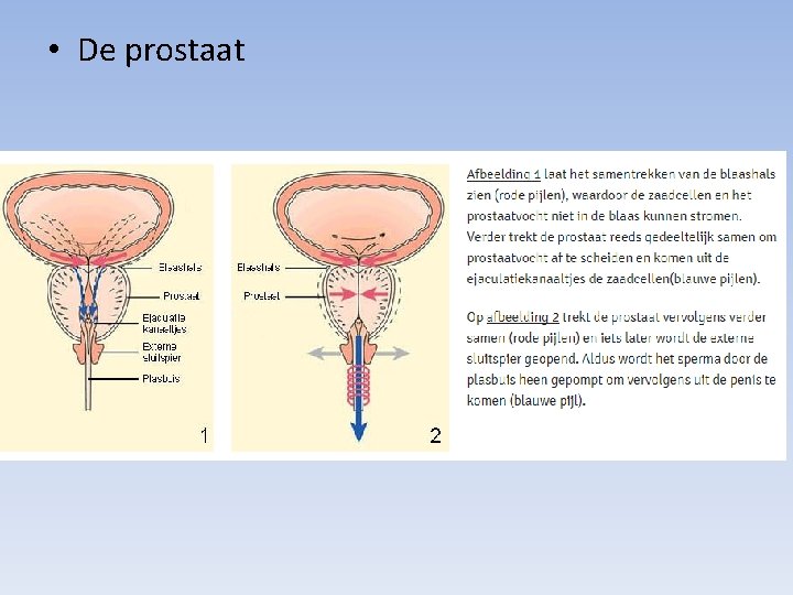  • De prostaat 