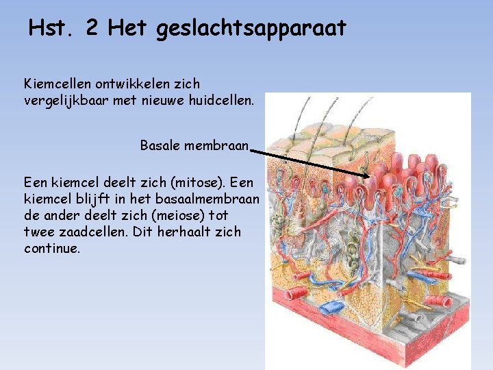 Hst. 2 Het geslachtsapparaat Kiemcellen ontwikkelen zich vergelijkbaar met nieuwe huidcellen. Basale membraan Een