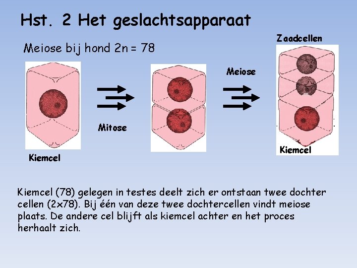 Hst. 2 Het geslachtsapparaat Zaadcellen Meiose bij hond 2 n = 78 Meiose Mitose