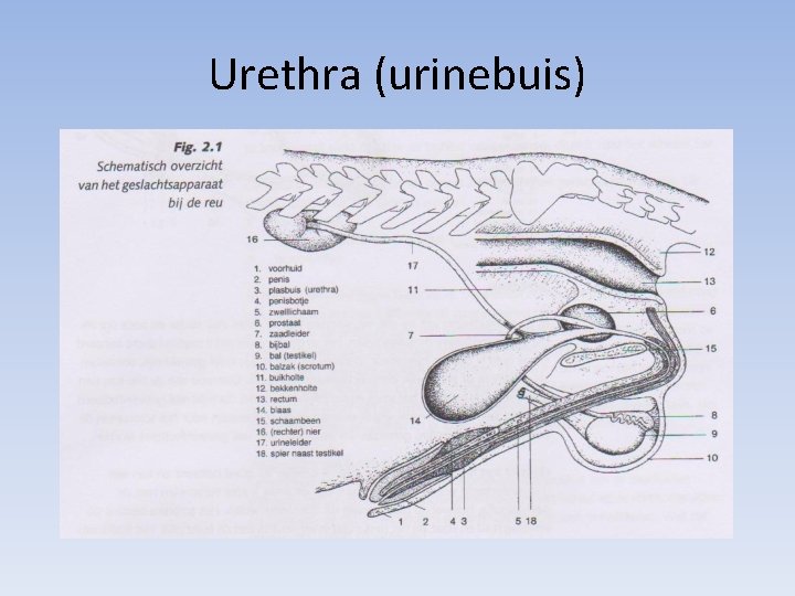 Urethra (urinebuis) 