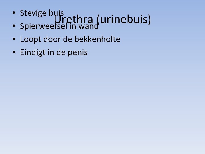  • • Stevige buis Urethra (urinebuis) Spierweefsel in wand Loopt door de bekkenholte