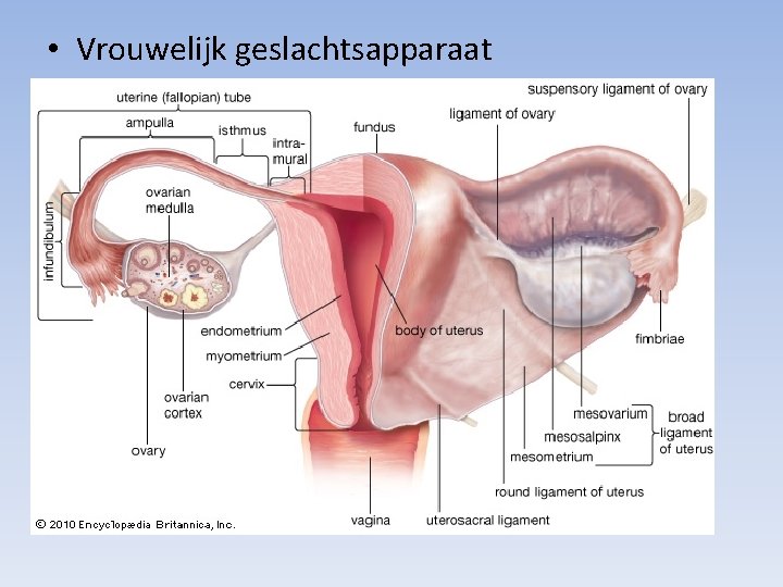  • Vrouwelijk geslachtsapparaat 