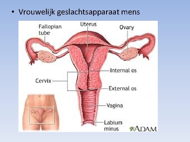  • Vrouwelijk geslachtsapparaat mens 