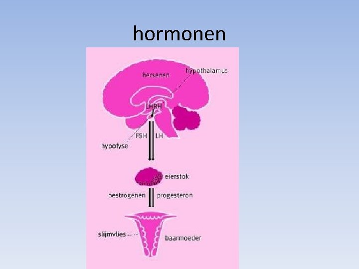 hormonen 