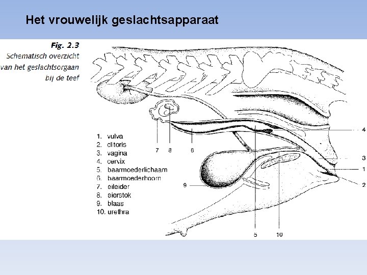 Het vrouwelijk geslachtsapparaat 