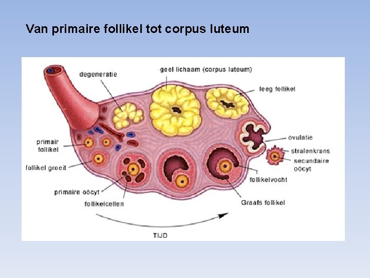 Van primaire follikel tot corpus luteum 