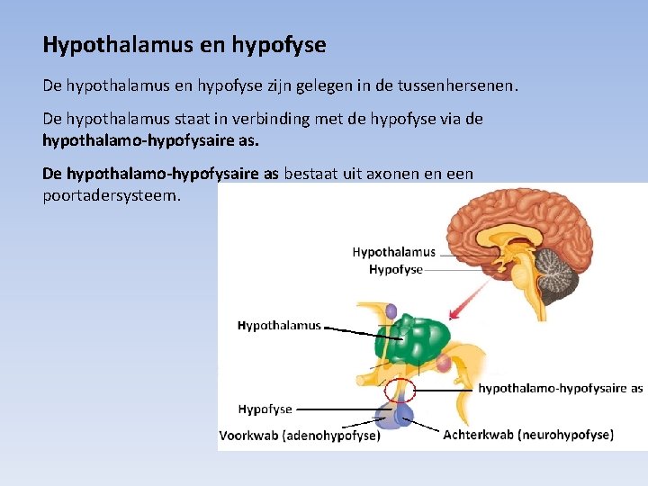 Hypothalamus en hypofyse De hypothalamus en hypofyse zijn gelegen in de tussenhersenen. De hypothalamus