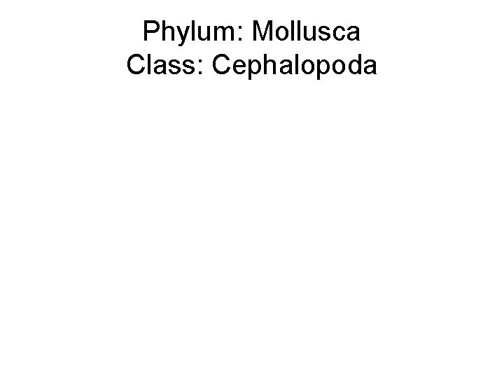 Phylum: Mollusca Class: Cephalopoda 