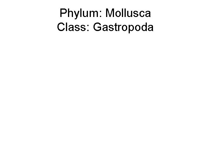 Phylum: Mollusca Class: Gastropoda 