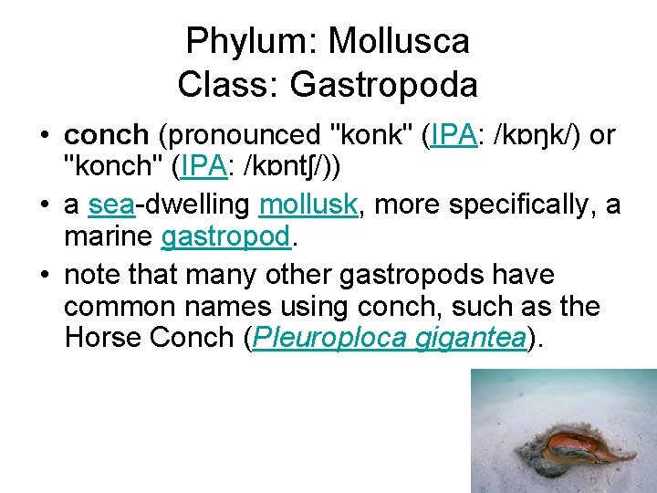 Phylum: Mollusca Class: Gastropoda • conch (pronounced "konk" (IPA: /kɒŋk/) or "konch" (IPA: /kɒntʃ/))