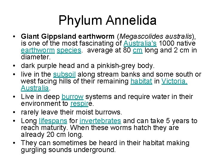 Phylum Annelida • Giant Gippsland earthworm (Megascolides australis), is one of the most fascinating