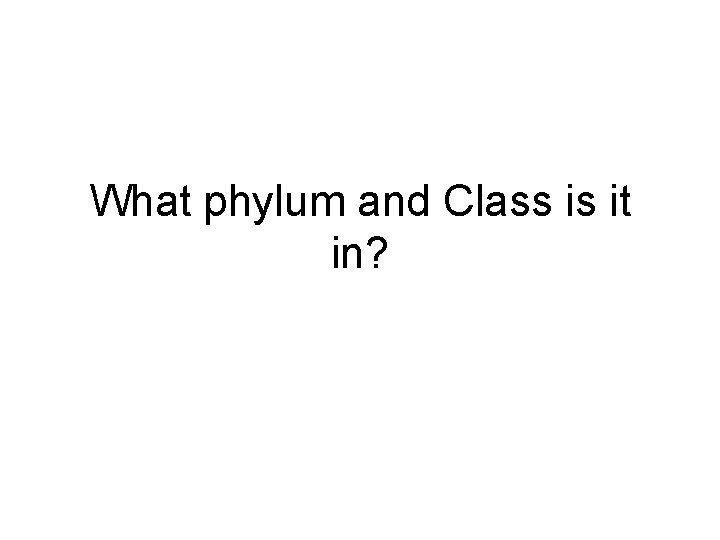 What phylum and Class is it in? 