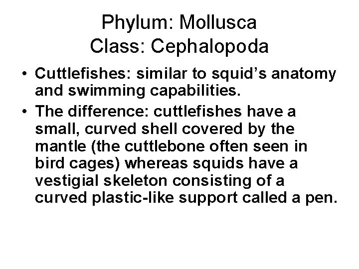 Phylum: Mollusca Class: Cephalopoda • Cuttlefishes: similar to squid’s anatomy and swimming capabilities. •