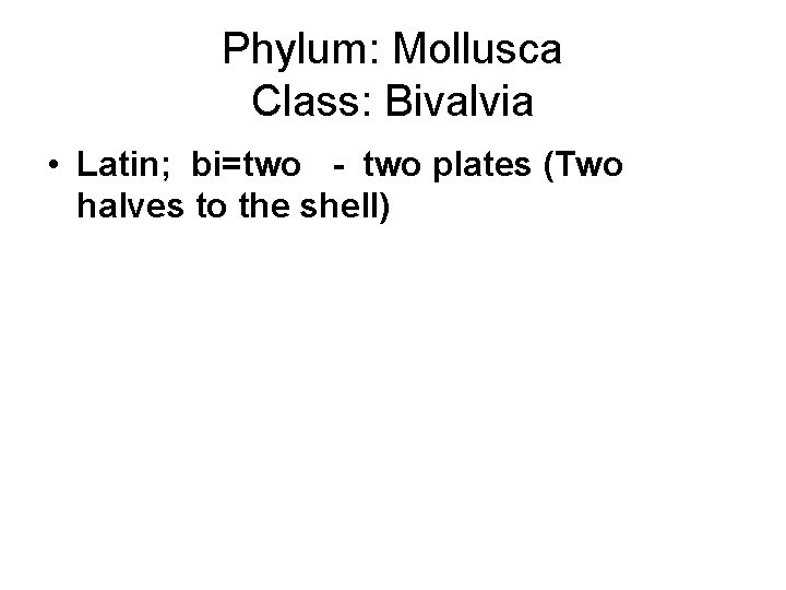 Phylum: Mollusca Class: Bivalvia • Latin; bi=two - two plates (Two halves to the