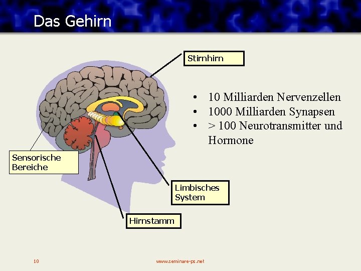 Das Gehirn Stirnhirn • 10 Milliarden Nervenzellen • 1000 Milliarden Synapsen • > 100