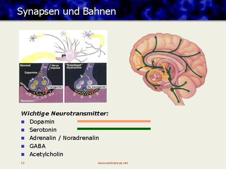 Synapsen und Bahnen Wichtige Neurotransmitter: n Dopamin n Serotonin n Adrenalin / Noradrenalin n