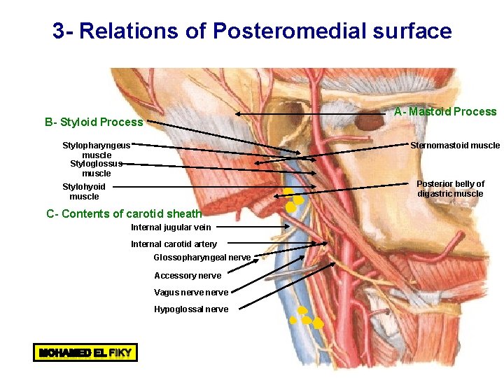 3 - Relations of Posteromedial surface A- Mastoid Process B- Styloid Process Sternomastoid muscle