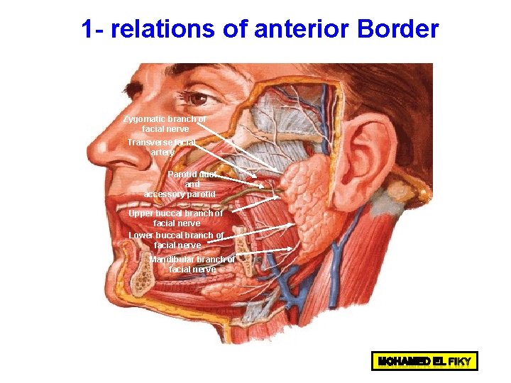 1 - relations of anterior Border Zygomatic branch of facial nerve Transverse facial artery