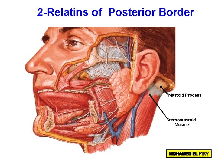 2 -Relatins of Posterior Border Mastoid Process Sternomastoid Muscle 