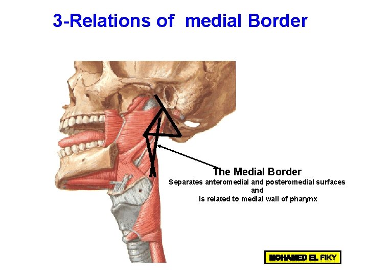 3 -Relations of medial Border The Medial Border Separates anteromedial and posteromedial surfaces and