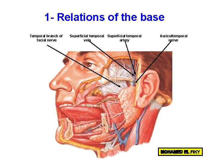 1 - Relations of the base Temporal branch of facial nerve Superficial temporal vein